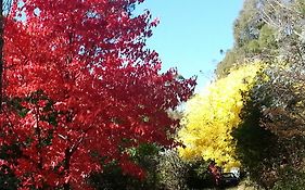 Abelia Cottage Of Daylesford Botanical